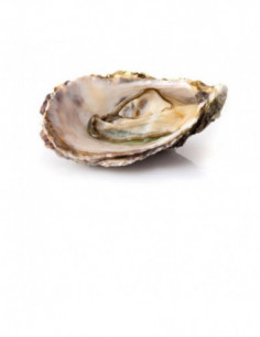 Huître de Bouzigues n°3 x6