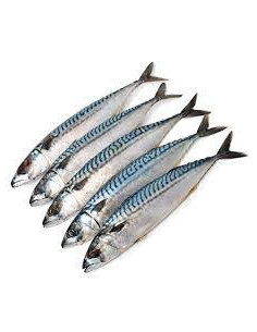 Maquereau de Méditerranée...