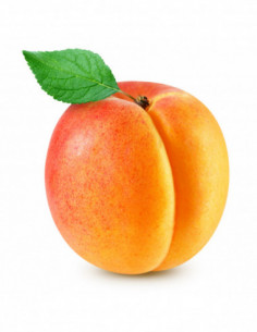 Abricot des...