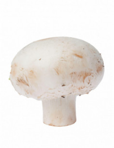 Champignon de Paris 500g
