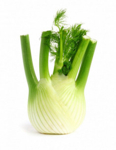 Fenouil x1 env. 400g