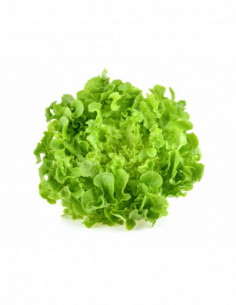 Salade feuille de chêne...