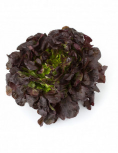 Salade feuille de chêne...