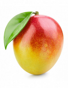 Mangue