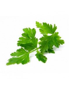 Persil plat de Lattes