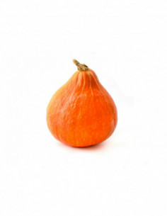 Potimarron de Lattes (env....