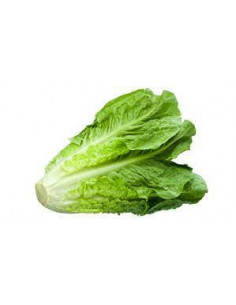 Salade romaine  Pièce