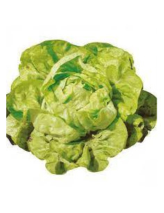 Salade laitue blonde de Lattes