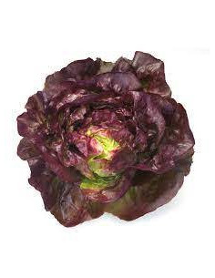 Salade laitue rouge de Lattes