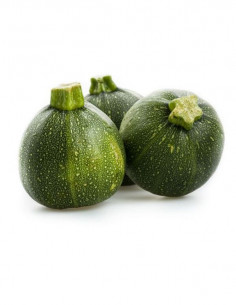 Courgette ronde france x1