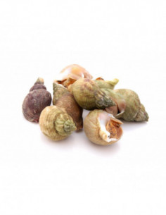 Bulot cuit env. 200g