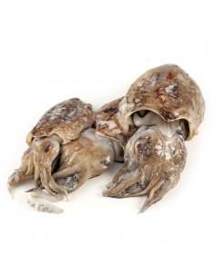 Seiche fraîche de...